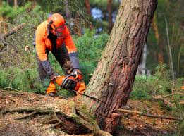 Reliable Remsenburg Speonk, NY Tree Removal and Landscaping Services Solutions